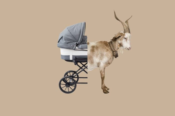 first stroller was pulled by a goat