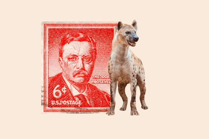 stamp-hyena