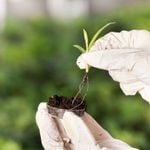 Close up of biologist's hand with protective gloves holding young plant with root above petri dish with soil. Green background. Biotechnology, plant care and protection concept