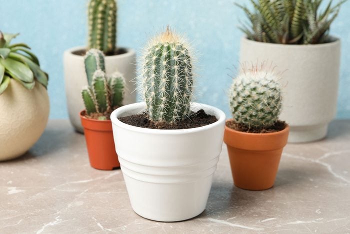 Cactus , Succulent Plants On Grey Table, Close Up. Houseplants