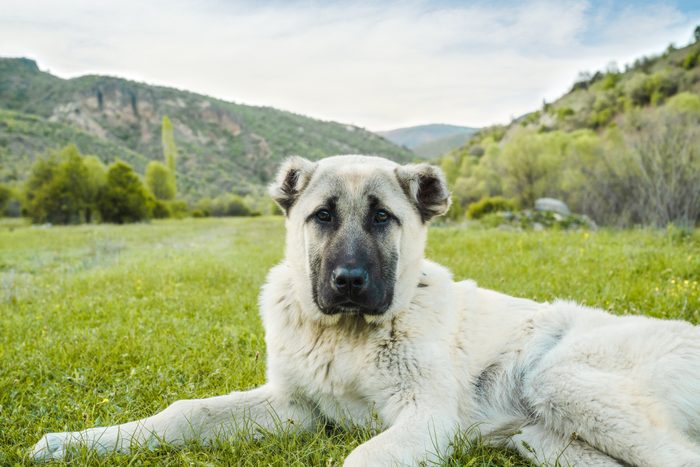 Anatolian shepherd dog sitting in grass