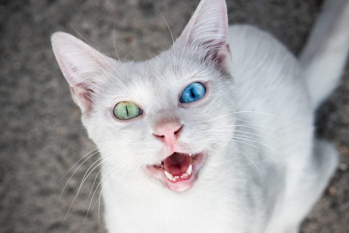 Meowing White Cat With Heterochromia, Green And Blue Eyes