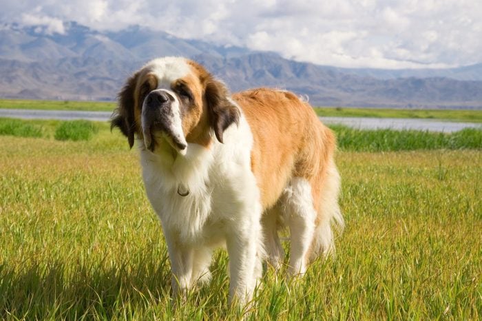 large St. Bernard dog in a field