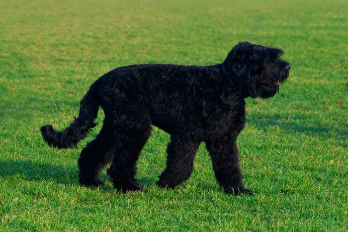 Russian Black Terrier dog standing on grass outside