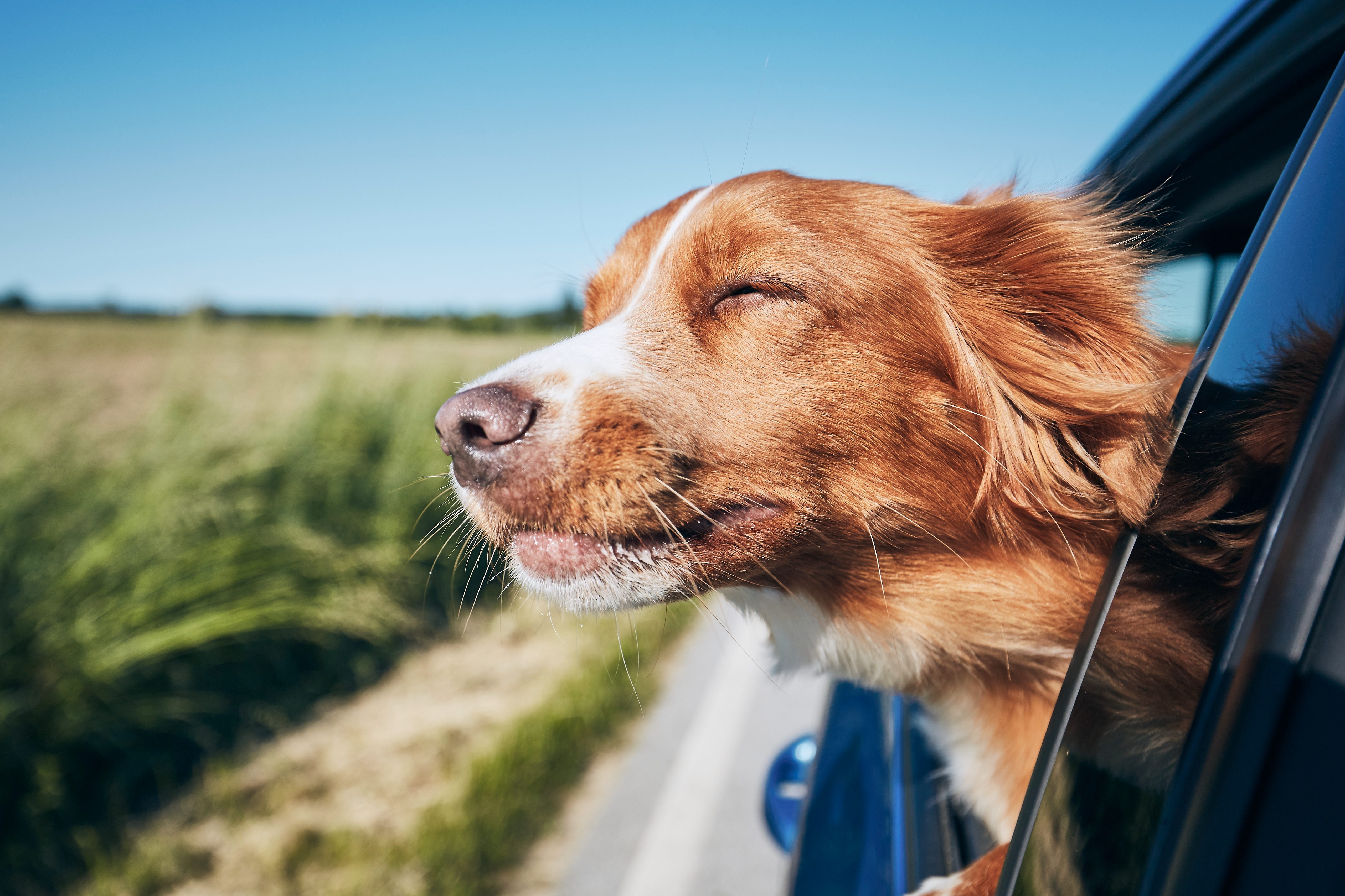 Dog with his head out the window of a car