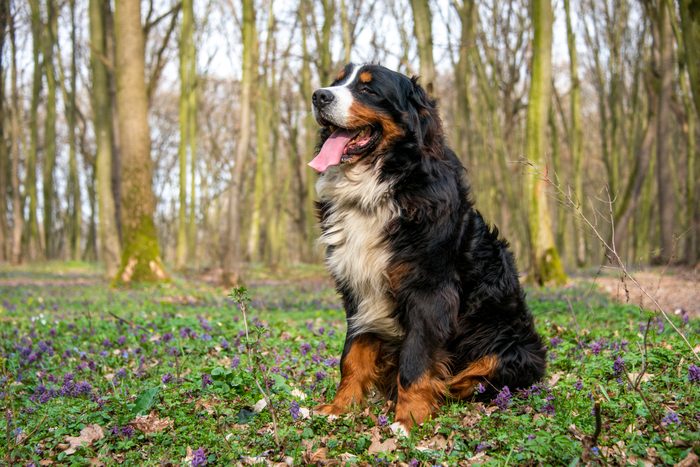 bernese mountain dog sitting in the woods