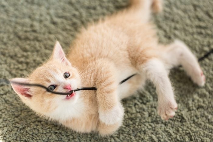 Kitten playing with cable