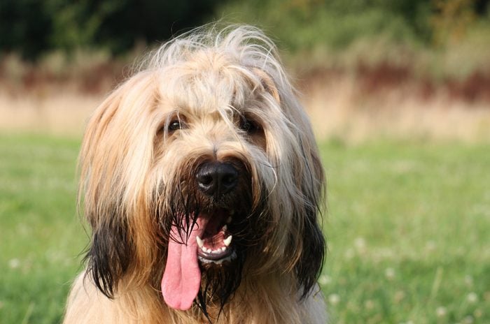 close up of Briard dog outside