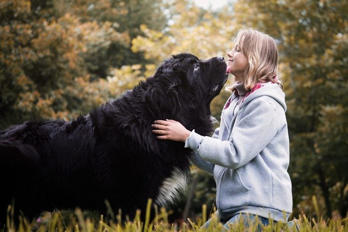 Young girl with huge dog breed Newfoundland