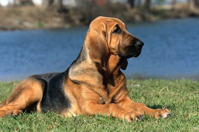 Bloodhound dog on the Grass