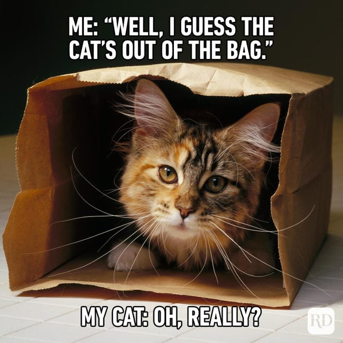 Hilarious Cat Memes 1