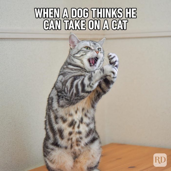 Hilarious Cat Memes 2