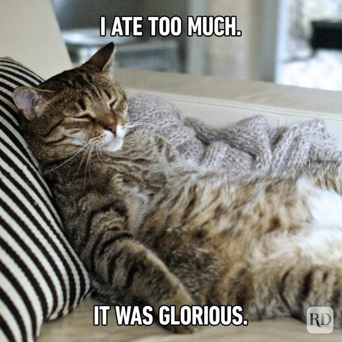 Hilarious Cat Memes 30
