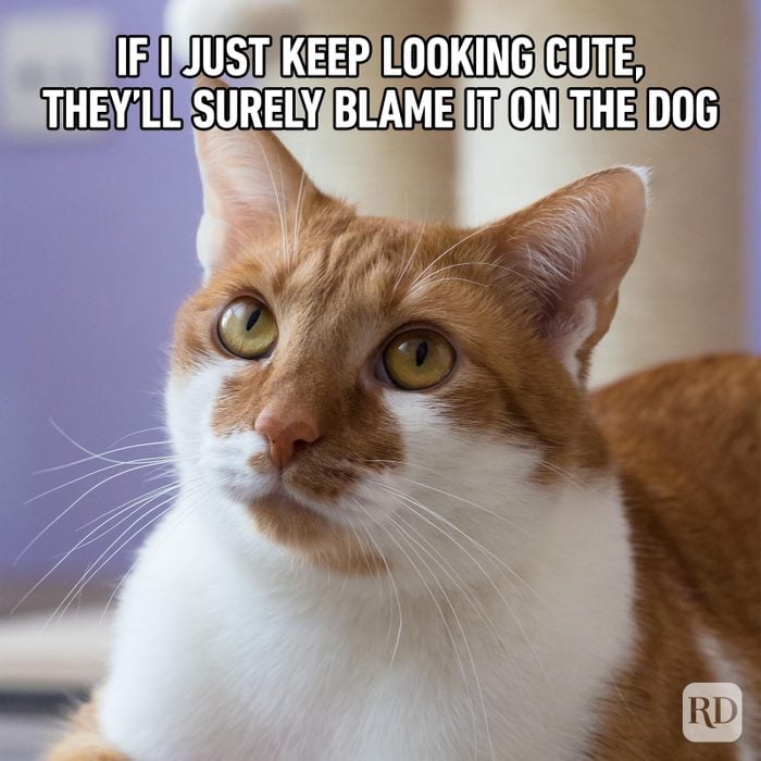 Hilarious Cat Memes 33