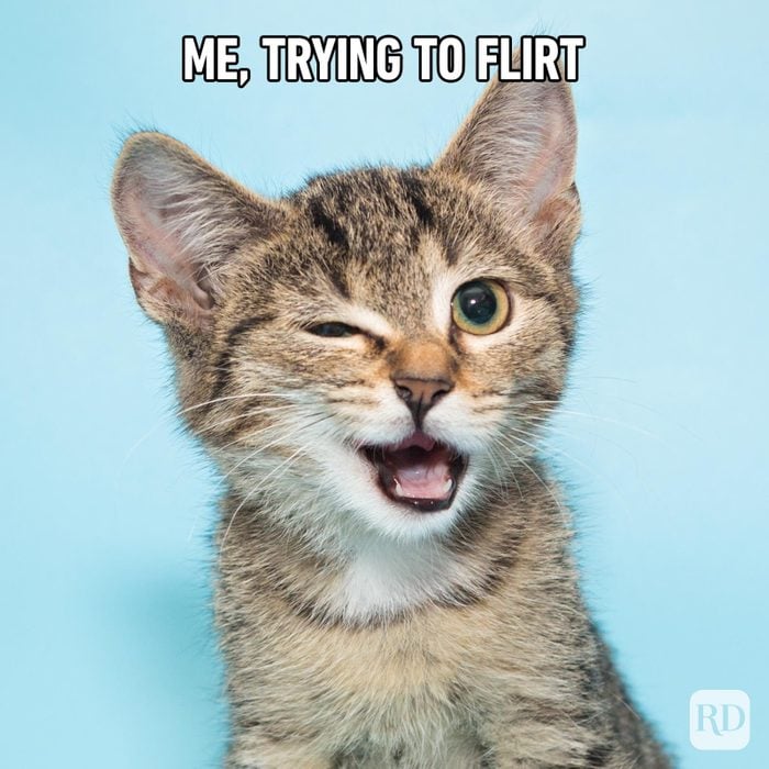 Hilarious Cat Memes 3