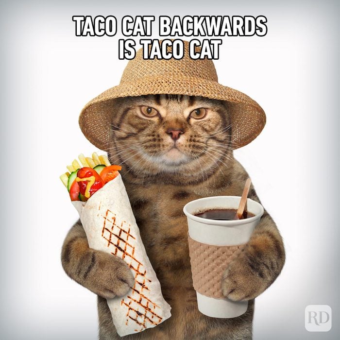 Hilarious Cat Memes 40