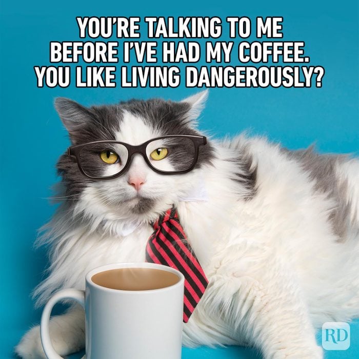 Hilarious Cat Memes 45