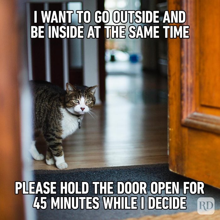 Hilarious Cat Memes 47