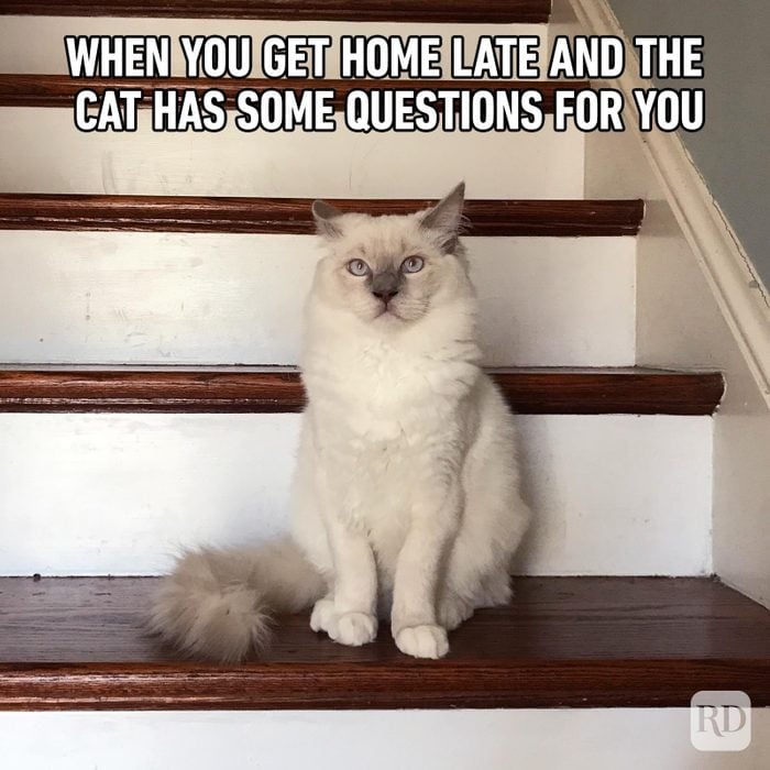Hilarious Cat Memes 53