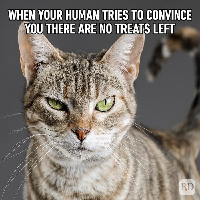 Hilarious Cat Memes 5