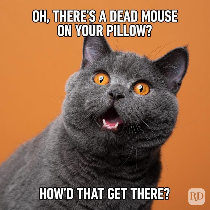 Hilarious Cat Memes 62