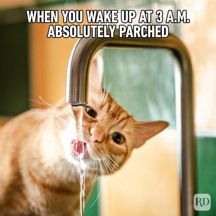Hilarious Cat Memes 68