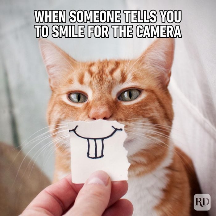 Hilarious Cat Memes 70
