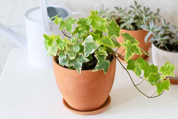 Ivy plant, Home Green Houseplants Hedera, Succulents