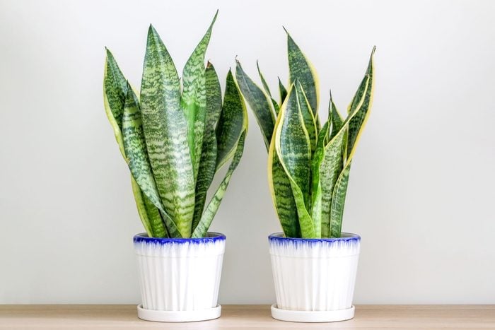 Mother-in-law’s tongue, Two Sansevieria Trifasciata Snake Plants Decorating A Wooden Surface Against Wall
