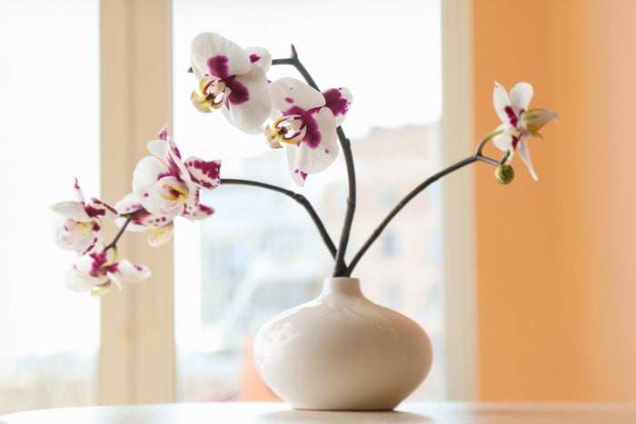 Vase With Orchid Flowers On White Table Near Window Indoors