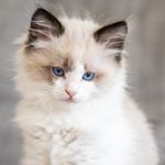 Ragdoll Kitten Blue Eyes Cat at home
