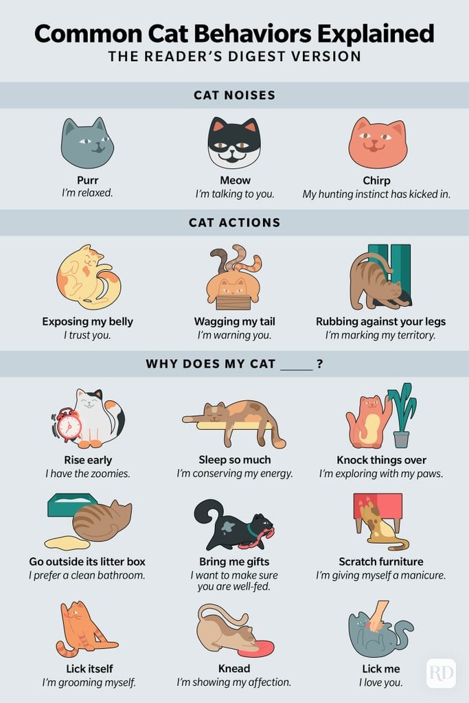 infographic showing illustrated cat behaviors and what they mean